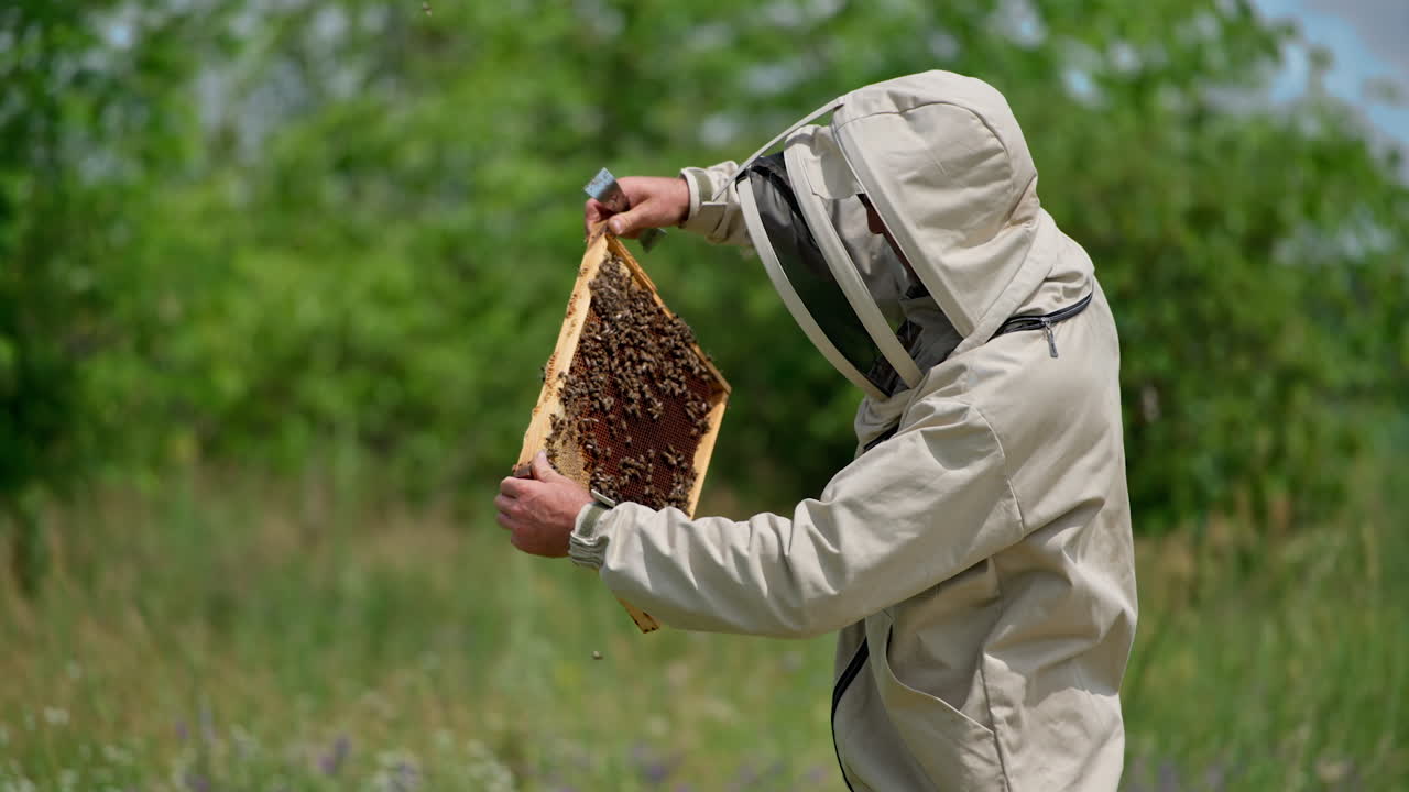 Attentive beekeeper checking the frame covered with bees thoroughly. Beekeeper turns the frame to the sunlight to see it better. Natural background.