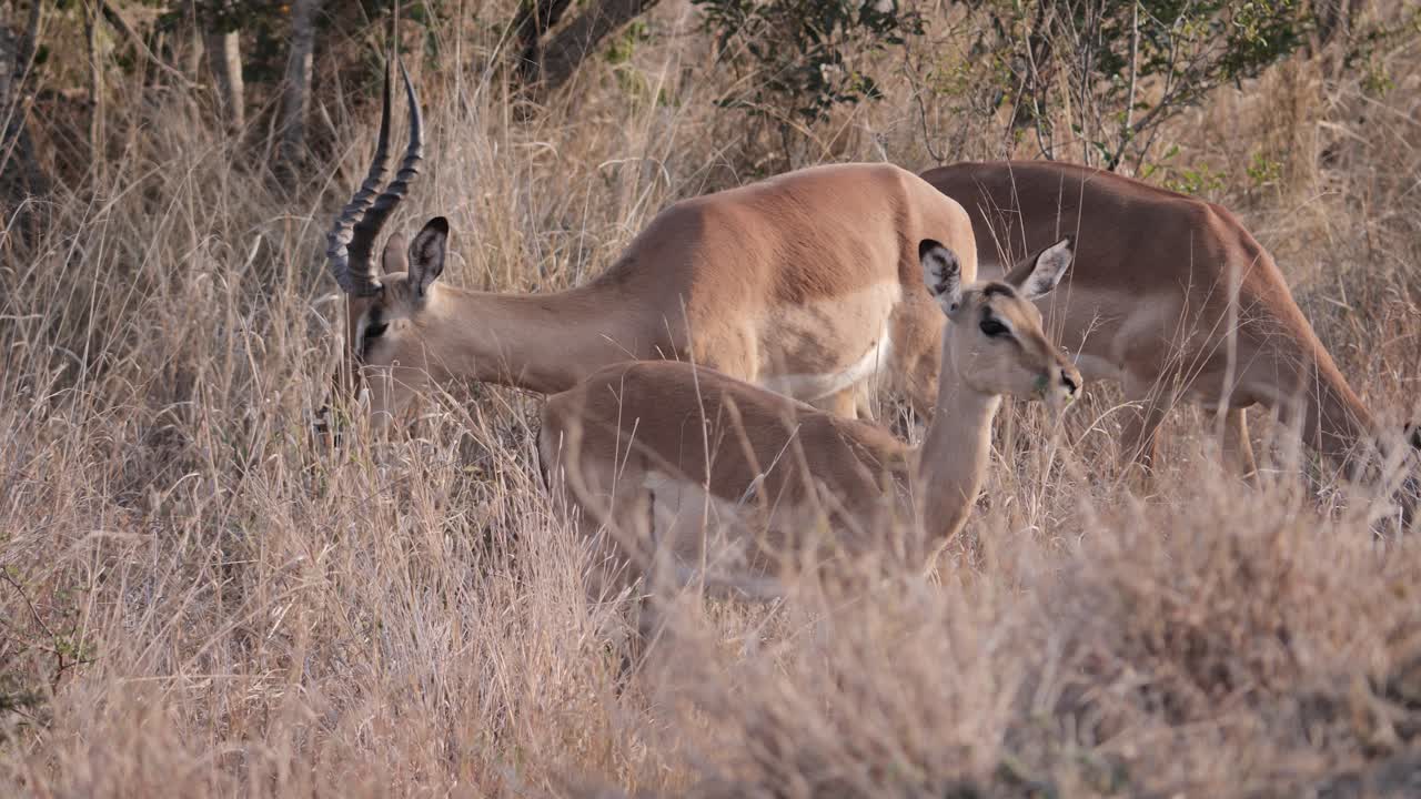 un macho y dos hembras impalas pastan en la hierba alta