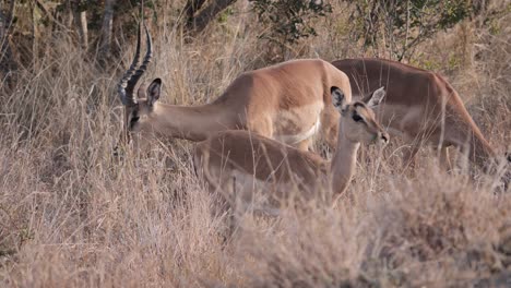 Un-Impala-Macho-Y-Dos-Hembras-Pastan-En-La-Hierba-Alta.