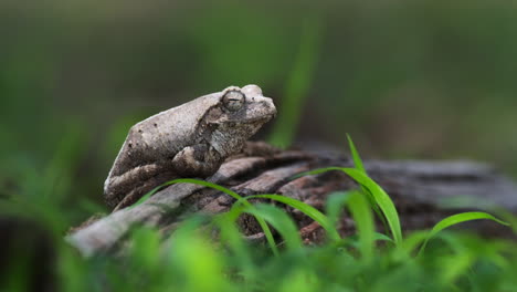 Ruhender-Grauer-Schaumnest-Laubfrosch-Auf-Einer-Brise-Natur-Lebensraum