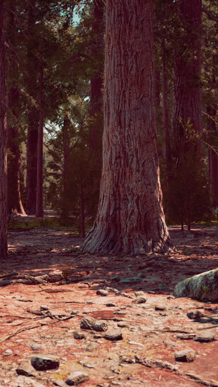 escena del bosque con grandes árboles y rocas
