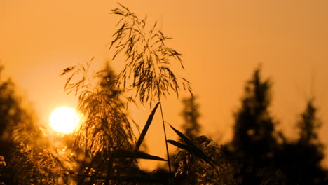 puesta de sol naranja escénica: el disco solar se esconde detrás de la caña de hierba en silueta
