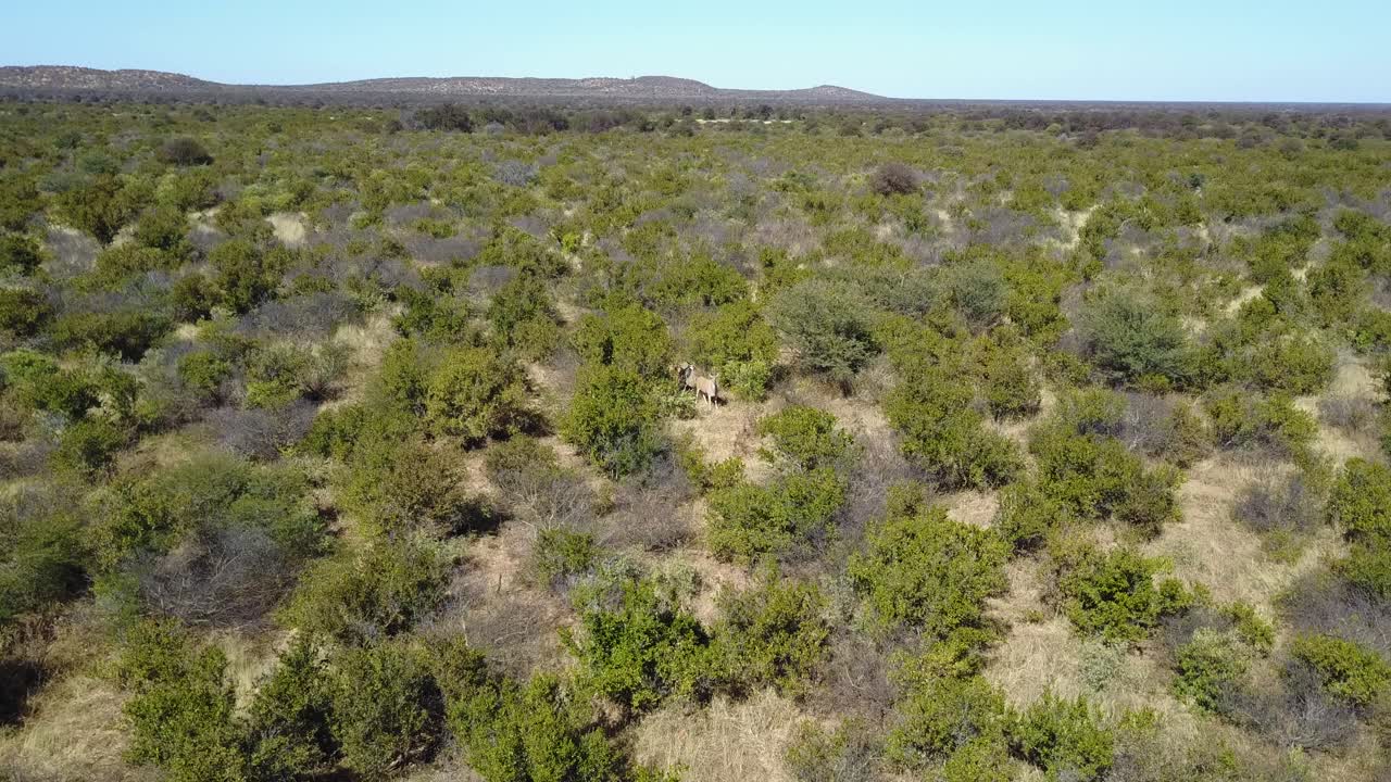 Veduta aerea di un paesaggio verdeggiante e alberato in Botswana con eland e zebre