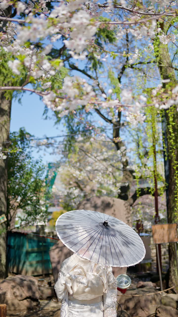 Woman holding a white Japanese umbrella under cherry blossom trees. Vertical