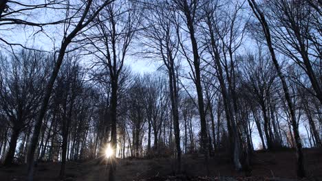 the cold embracing forests and the shadows and lights of the mountains