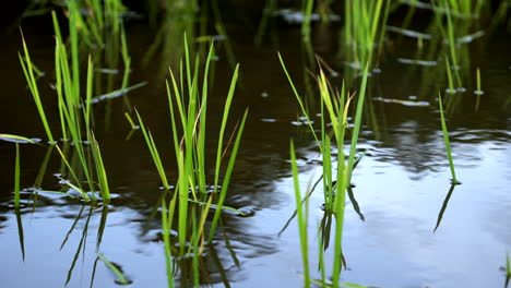 rice cultivation in kerala paddy field in wet land ,indian rice cultivation ,baby rice plants