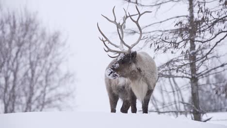 Un-Caribú-Del-Bosque-Adulto-Con-Cuernos-De-Pie-En-Una-Fuerte-Nevada-Con-Nieve-Que-Cae-A-Cámara-Lenta