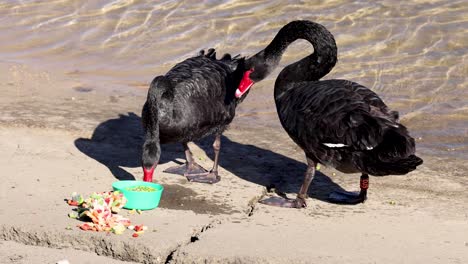 two black swans eating by the water