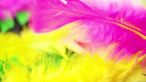 Macro-close-up-of-colored-feathers-gently-swaying-in-the-breeze