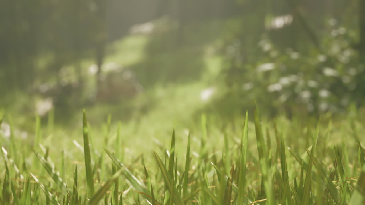 hierba verde en un bosque de niebla