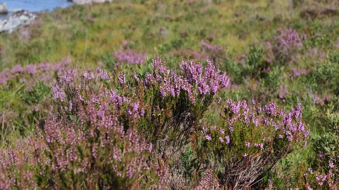 Vild lyng i fuldt flor svajer i brisen på åbent skotsk hedelandskab
