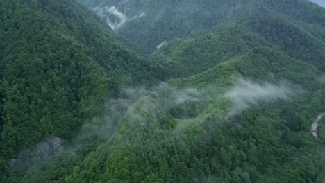 dense thicket forests over mountain ridge near lepsa, vrancea county, romania