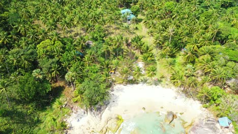 Plantación-De-Palmeras-En-La-Costa-Arenosa-Actual,-Filipinas