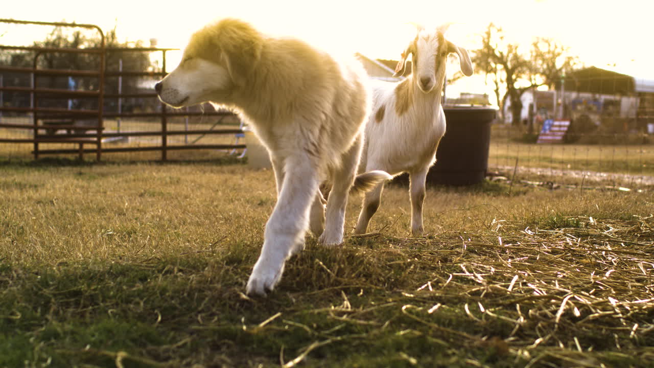 Inquadratura completa di un cane e una capra che giocano insieme all'ora d'oro, cinematografico, slow motion.