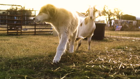 full shot of dog and goat playing together at golden hour, cinematic, slowmo