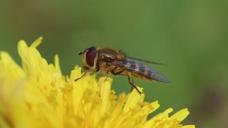 Closeup-of-a-Hoverfly-resting-on-a-Dandelion-flower