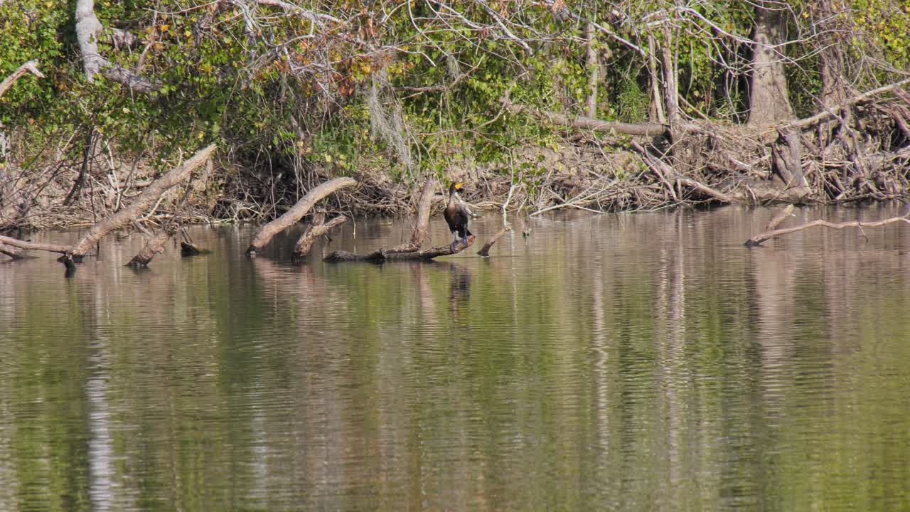 pájaro cormorán de doble cresta posado y relajándose en un tronco en un río