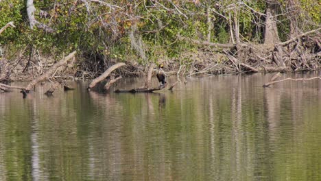 Cormorán-De-Doble-Cresta-Posado-Y-Relajándose-En-Un-Tronco-En-Un-Río