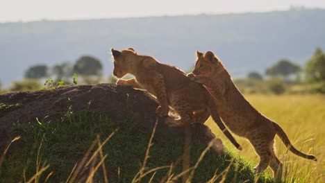 Lindos-Cachorros-De-León-Jugando-En-áfrica,-Dos-Jóvenes-Animales-Divertidos-Y-Adorables,-Leones-En-Maasai-Mara,-Kenia,-Juegan-A-Pelear-Y-Escalar-Montículos-De-Termitas-En-Un-Safari-Africano-De-Vida-Silvestre-En-Masai-Mara