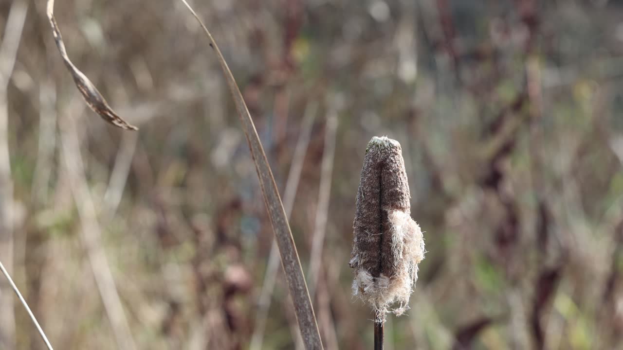 Cattail plant on a lake with blurred background, establisher