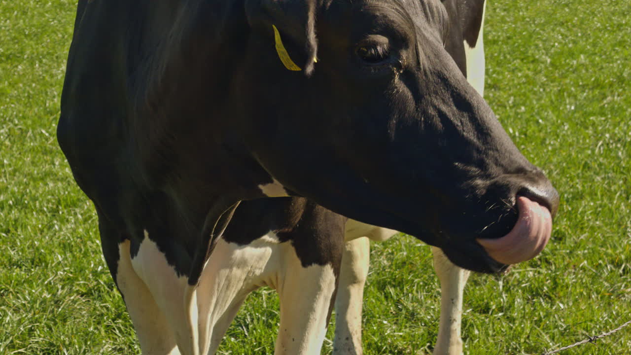 Bovino in una fattoria olandese europea nei Paesi Bassi in una giornata di sole con luce diurna all'aperto, primo piano della testa