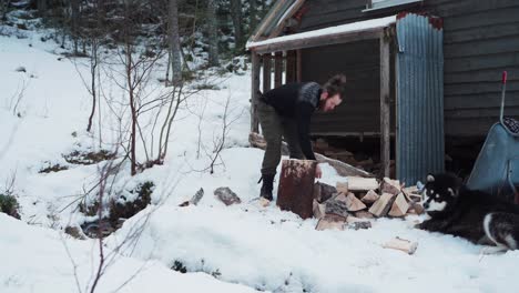 man chopping wood log in outdoor winter with his alaskan malamute dog breed