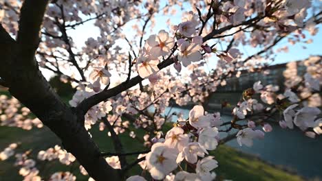 Zeitlupenaufnahme-Einer-Kirschblüte-Oder-Sakura-Im-Wind