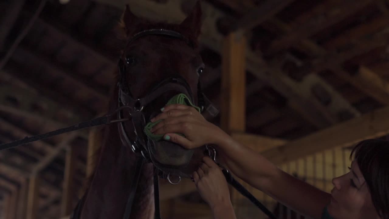 уход за лошадьми в конюшне