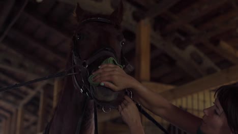 el aseo de los caballos en el establo