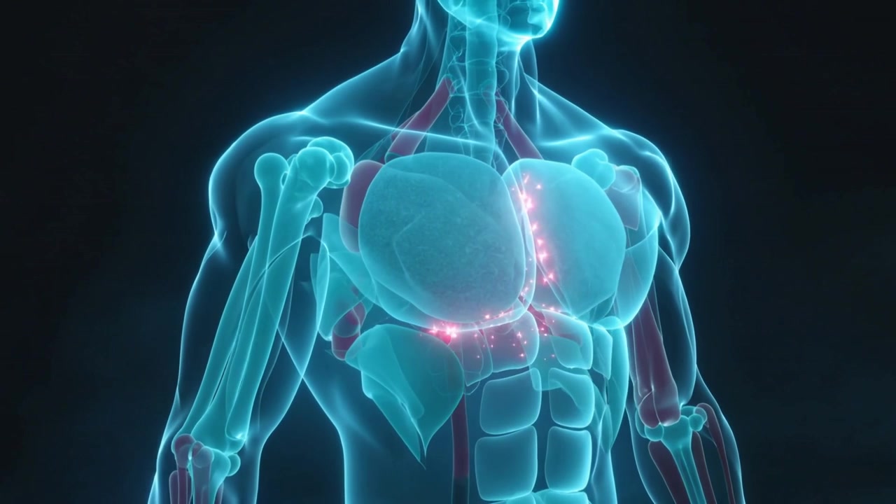 Telecamera che ruota attorno a un modello 3D di torso in studio, mostrando nodi rosa vicino allo sterno e ai polmoni.