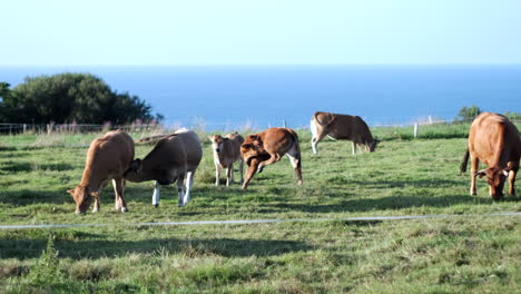 Herden-Von-Kühen-Und-Kälbern-In-Nordspanien,-Asturien,-Sonniges-Tierwohl