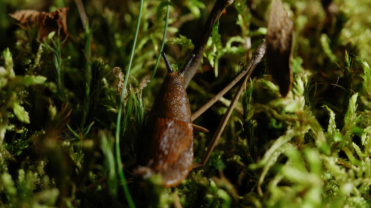 A close-up shot captures a snail amidst the blades of grass, showcasing its slimy trail