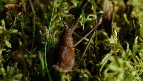 a close-up shot captures a snail amidst the blades of grass, showcasing its slimy trail