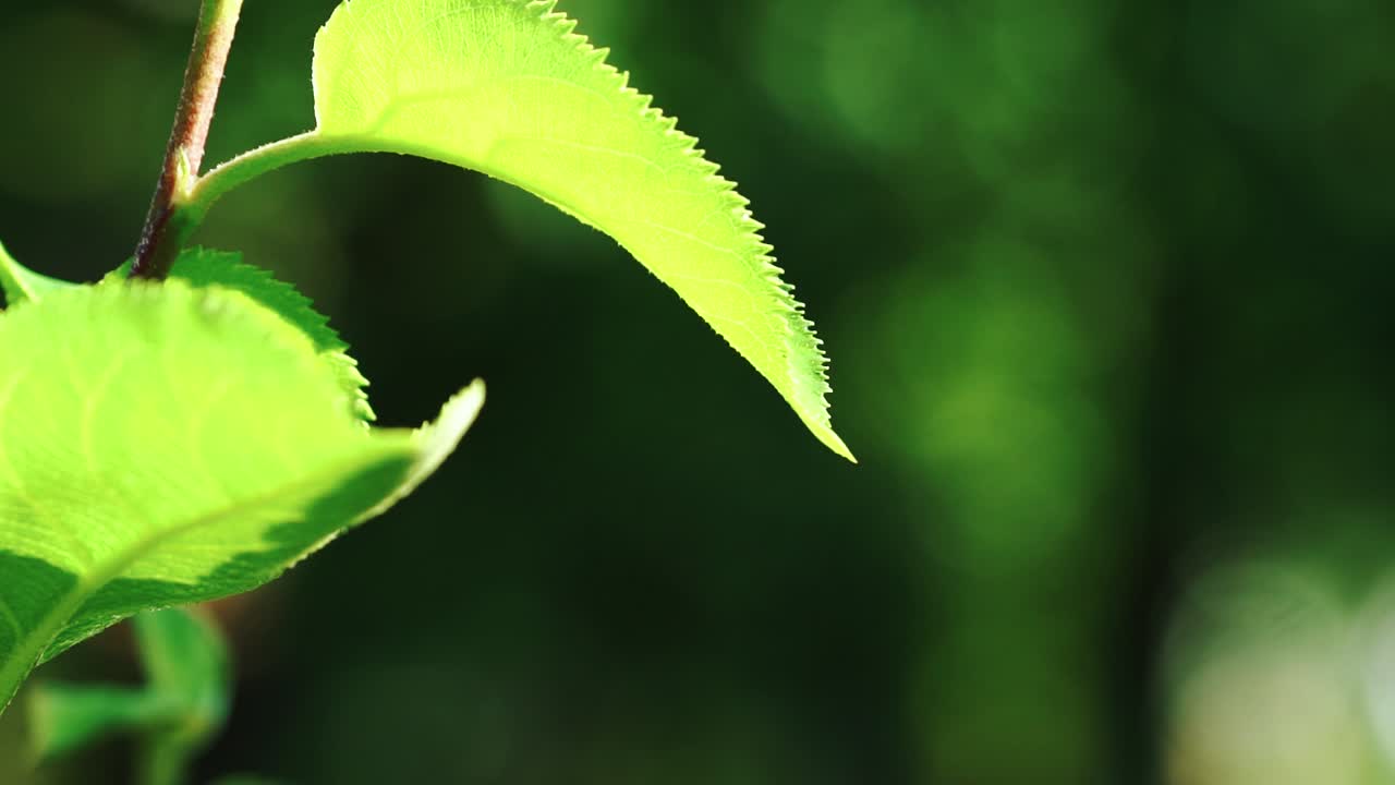Leaf with drop of rain water with green background. Nature. Environment concept. Slow motion
