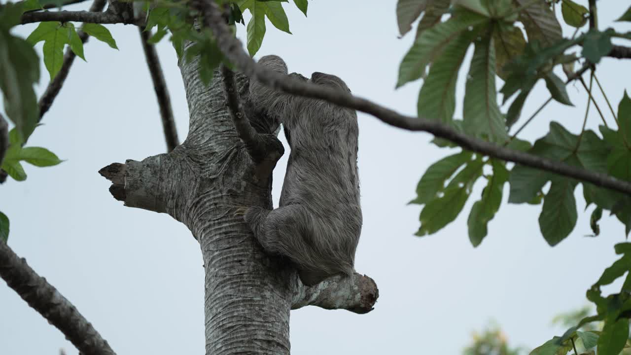 Three Clawed Sloth Climbing Up Tree