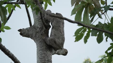 three clawed sloth climbing up tree