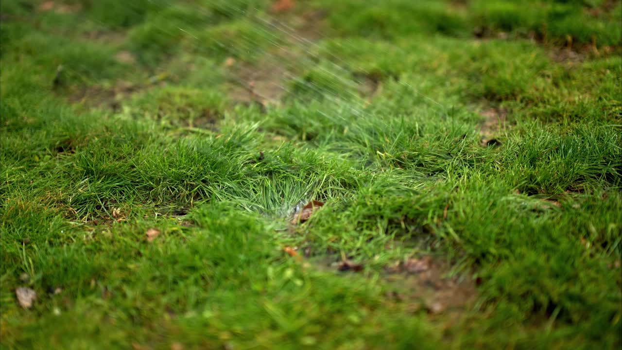 Gocce d'acqua che schizzano da un tubo da giardino su erba verde e umida, primo piano