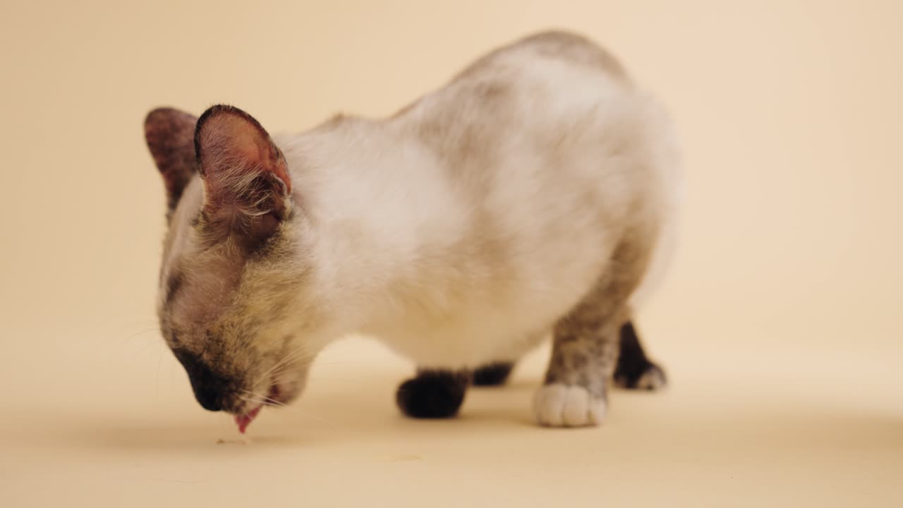 Gattino carino che lecca il pavimento in uno studio beige
