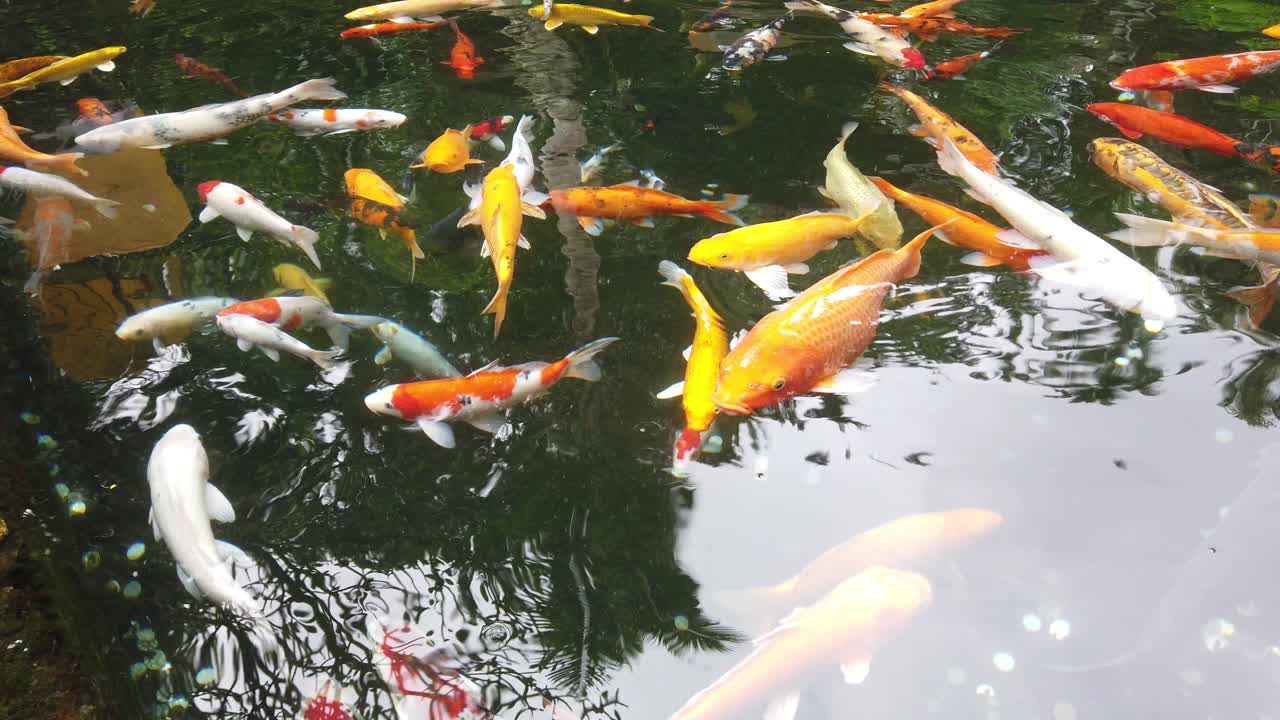 물 웅 ⁇ 이에서 함께 수영하는 코이 물고기  ⁇  오렌지색과 빨간색 큰 황금색