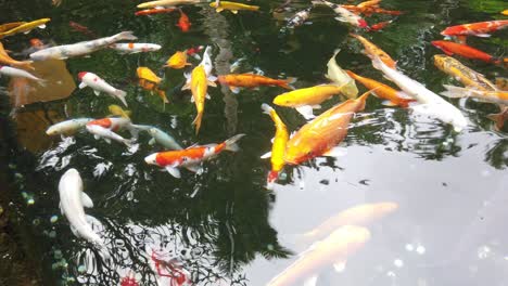 Koi-Fische-Am-Wasserteich-Schwimmen-Zusammen-In-Weißen,-Orangen-Und-Roten-Großen-Goldenen-Farben