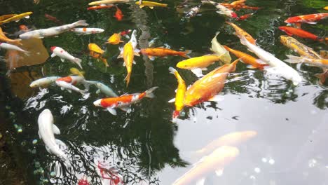 koi fish at water pond swimming together white orange and red big golden colors