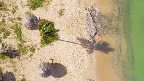 el árbol de palma se balancea en el viento con una larga sombra por el bungalow tropical mientras las olas tranquilas chocan contra la orilla