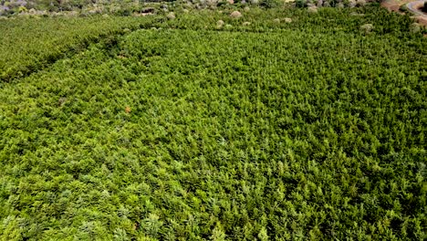 Vista-De-Drones--Bosque-De-África--Incendio-Forestal-De-África