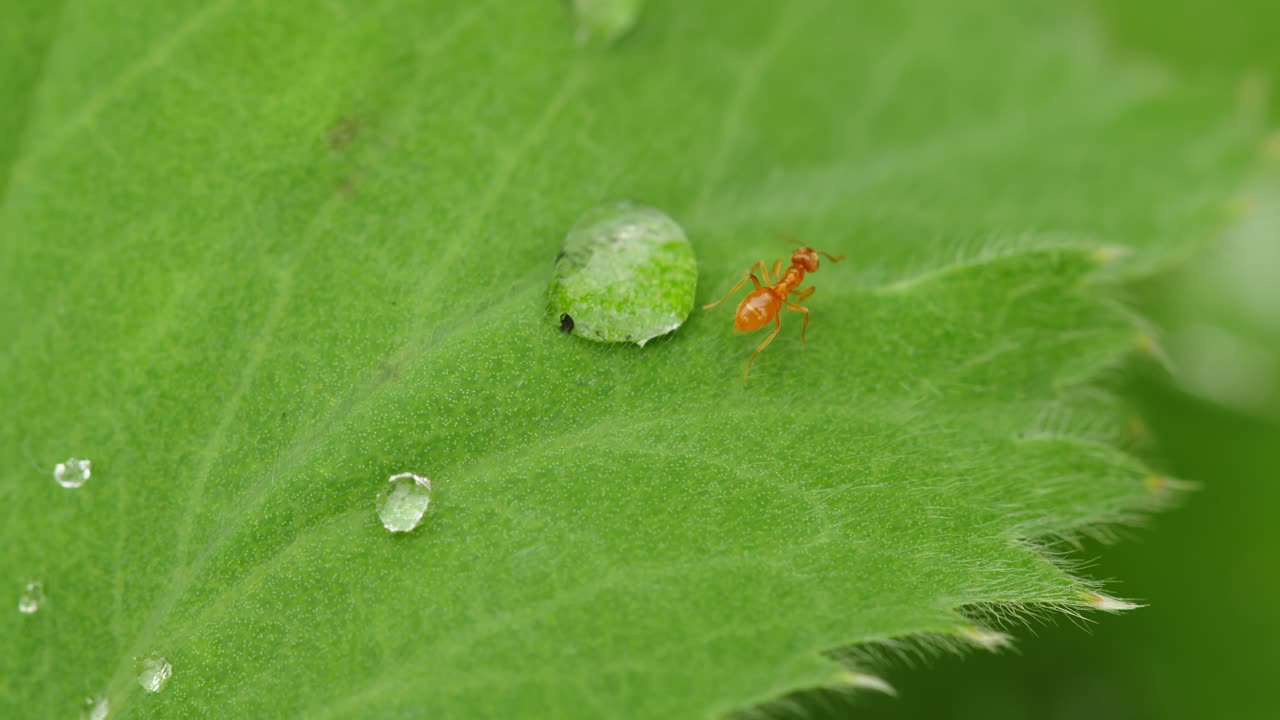 fotografía macro de una pequeña hormiga roja caminando sobre gotas en hojas verdes, insectos en la naturaleza
