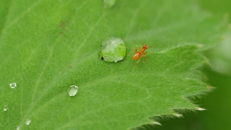 Macro shot of tiny red ant walking over droplet on green leaf, insects in nature