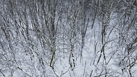drone disparado volando sobre árboles cubiertos de nieve después de una tormenta de nieve