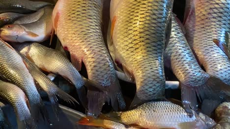 different kinds of carp fishes displayed for sale at a fish market in bangladesh