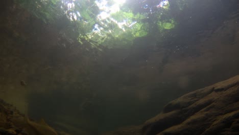 kaeng krachan national park is home to a lot of fantastic wild animals and the streams are life source of fresh water for animals to drink and for fish to swim around