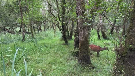 Copy-space-on-left-side,-lone-Sika-Deer-grazes-in-lush-green-forest