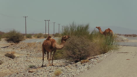 camels in the desert